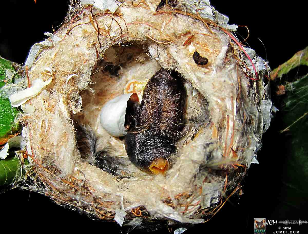 Allens Hummingbird nest, chick and filming setup
